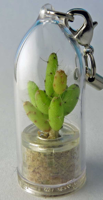 The Terrarium Plant Family